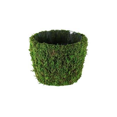MOSS Agatha planter 5 1/2" green each