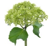 Hydrangea MiniGreen fresca(5st