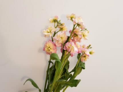 Stock Spray PkCream sing