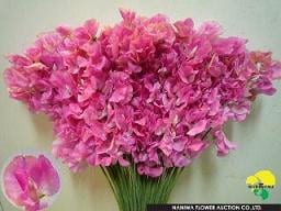 Sweet pea ht pk jap