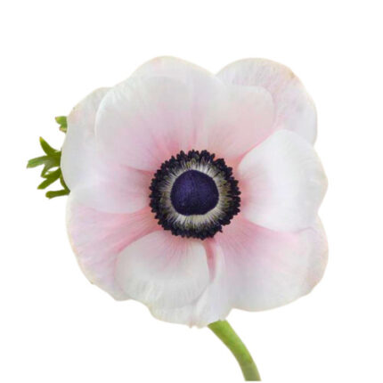 Anemone Blush Panda tessa