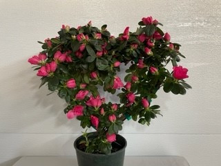 6" Azalea Heart Topiary