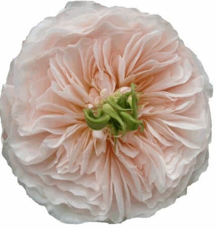 Rose Charity holex(12st)