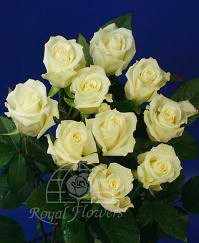 ESCO (white)60 rprima