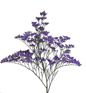 Limonium Saf Dk Blue holl