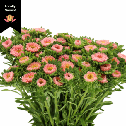 Aster Matsu Peach hendricks