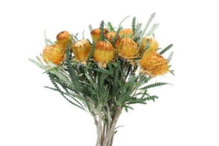 Banksia Asst Small leaf holl(S