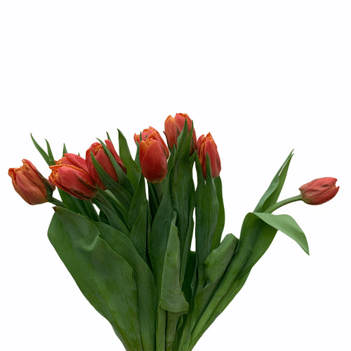 86ad6040-2dec-4e76-81f8-37df4c832236.png Tulip Dbl Caracas holl org - Image 1