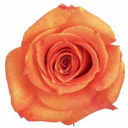 Rose Exotica 50cm priv coll ri