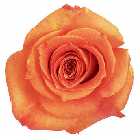 86c5a409-da79-462c-90a4-a1e56980c92b.jpg Rose Exotica 50cm priv coll ri - Image 1