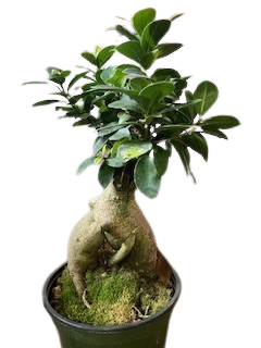6"  Ginseng