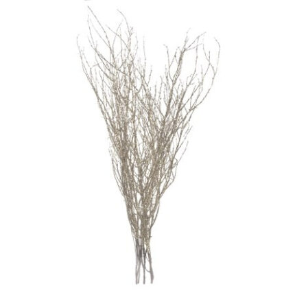 Birch silver metallic 3'-4'  5st