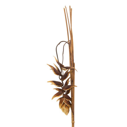 Heliconia Dried Carioca holex(