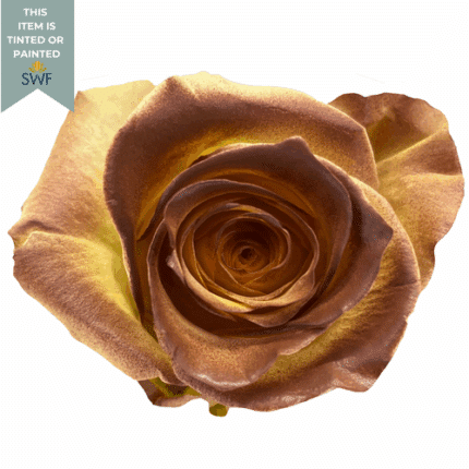 Rose Parnsip 50cm Florecal