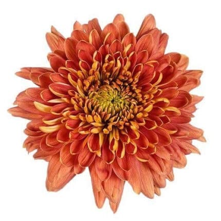 Mum Cremons Copper gdns