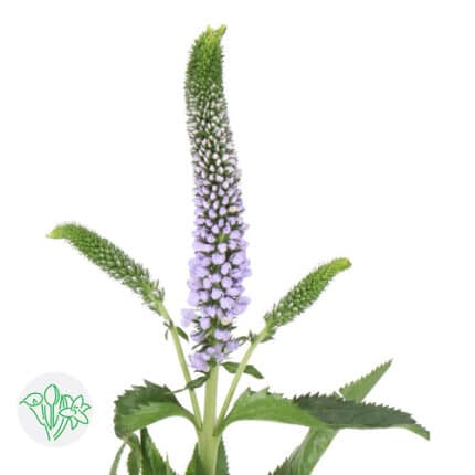 Veronica Lavender holl - VER LAV HOLL