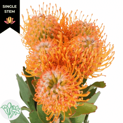 Pins Soleil holex(STEM)