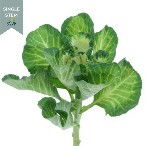 871eb51a-ff51-448e-9426-e670e06e0afb.png Kale Green sole(Stem) - Image 1