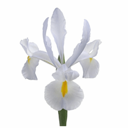 Iris White holex