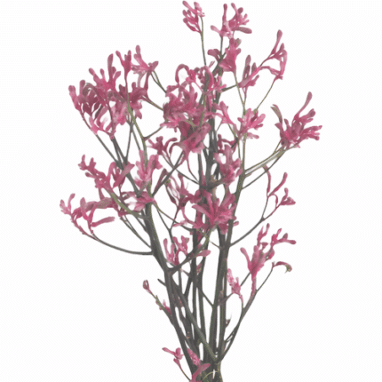 Kangaroo Paws Pink bella 70cm