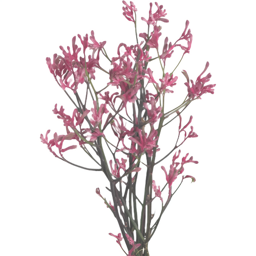 8733c9ff-efd7-482d-ac2b-c68698dcd00f.png Kangaroo Paws Pink bella 70cm - Image 1