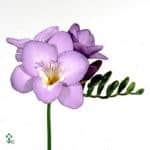 Freesia castor holl(purple)