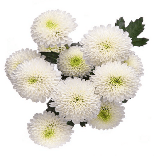 873e77f3-b3d5-4d5d-b9fc-ea9b95f7faf3.png Pom Button Eagle White cont - Image 1