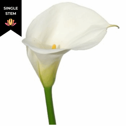 Callas White bella(st)