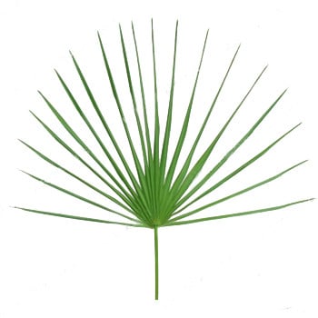 Palmetto Fans egreen