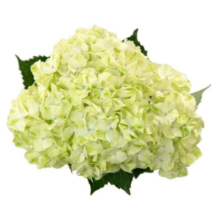 Hydrangea Mojito Interflor(STE