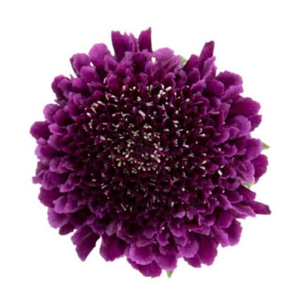 Scabiosa Grape israel