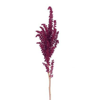 Amaranthus Upright Red camflor