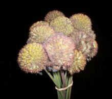GALLARDIA v.d.