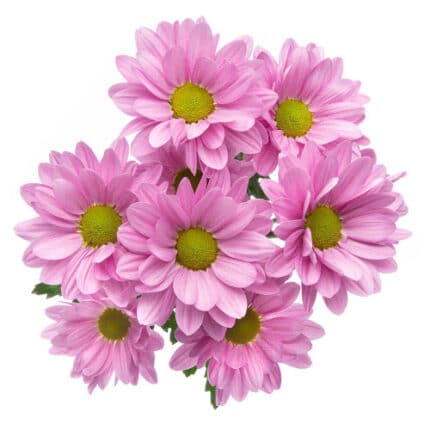 Pom Daisy Reagan Lavender rio