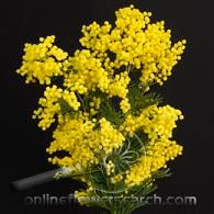 MIMOSA holl
