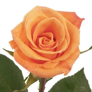 Rose OrangeUnique 60cm rio