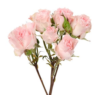 RoseSpray Constellation rfi