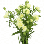 Ranunculus Butterfly Grace hol - Image 2