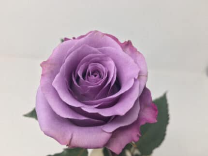 Rose Applause 40cm fresca