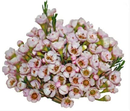 Waxflower Blush mia