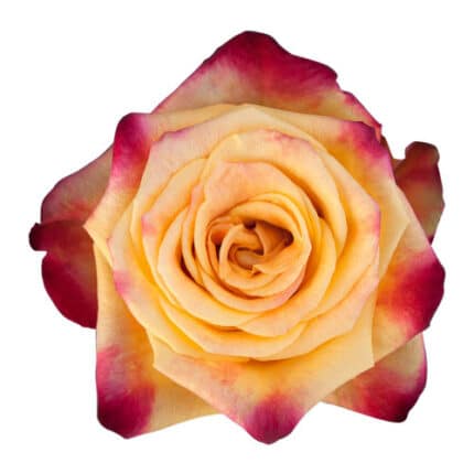 Rose TuttiFrutti 50cm wely
