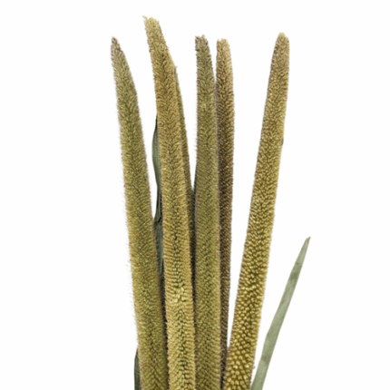 Millet Pearl mellano