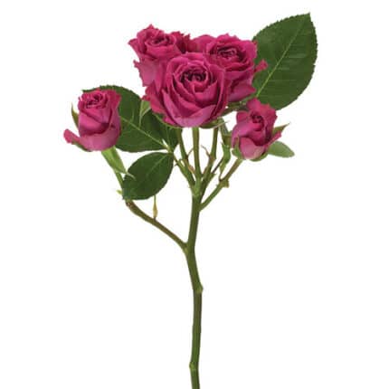 RoseSpray Splendy sunrite