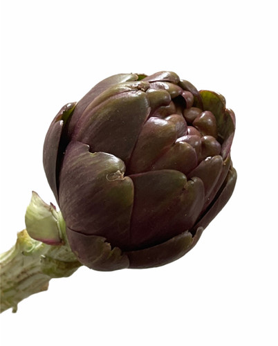 Artichokes Red small fisher(ST)