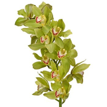 Cymbidium Lt Green holl(STEM)
