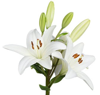 Lily Hybrid White Rio