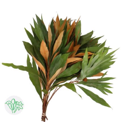Grevelia Bailyana holl