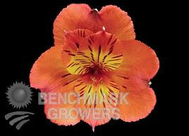 Alstro org queenpetal fresh