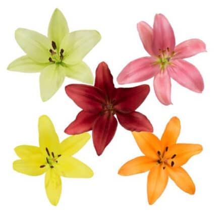 Lily La Asst(6case)holex