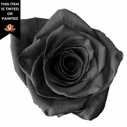 Rose Black 60cm florecal -
